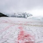 A landscape picture of pink-hued snow, often referred to as watermelon snow.