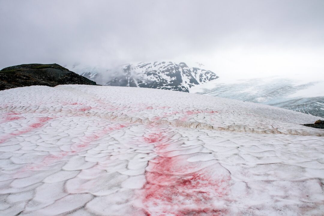A landscape picture of pink-hued snow, often referred to as watermelon snow.