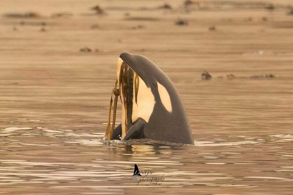 Brave Little Hunter in Zeballos Lagoon