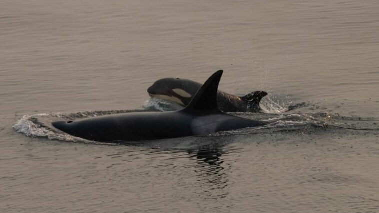 Brave Little Hunter and their mother in the lagoon.