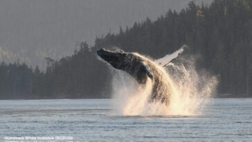 A humpback whale breaching.