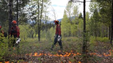 First Nations volunteers carrying out controlled burning.