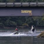 Rescuers in a boat next to Brave Little Hunter as she breaches out of the water underneath the Zeballos causeway