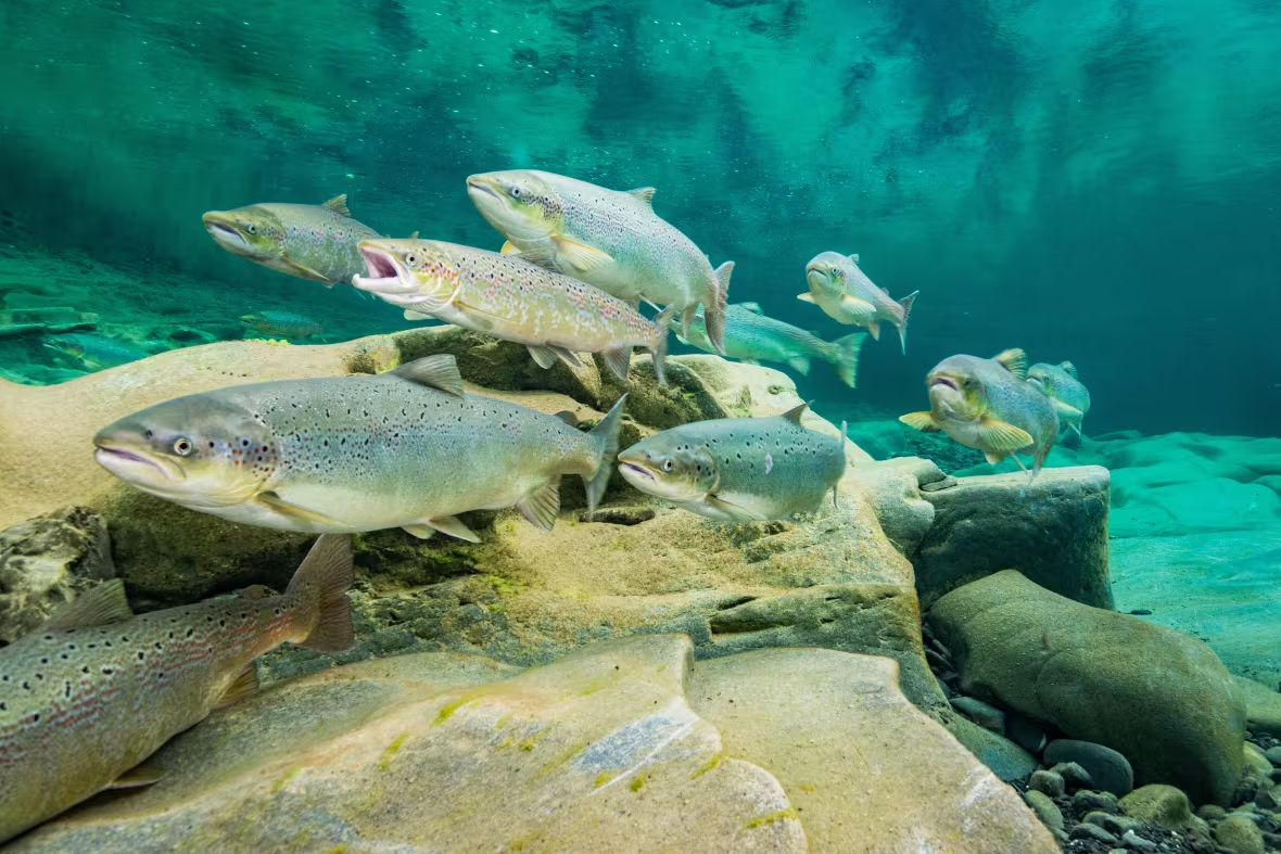 Atlantic salmon in the wild