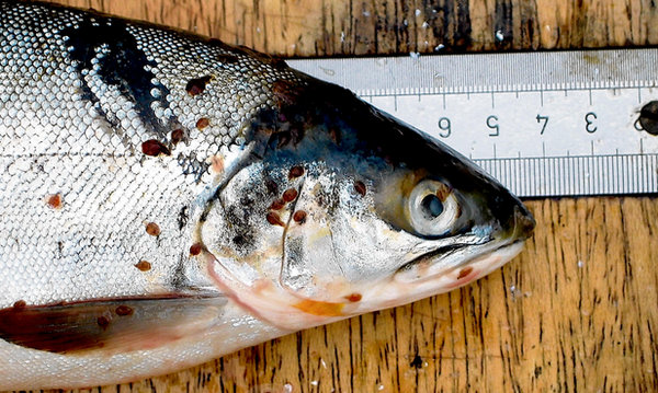 A wild salmon on a table, with a ruler underneath it. The salmon is covered in salmon lice.