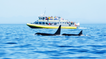Two orcas swimming in the open water with a whale watching tourism boat in the background.