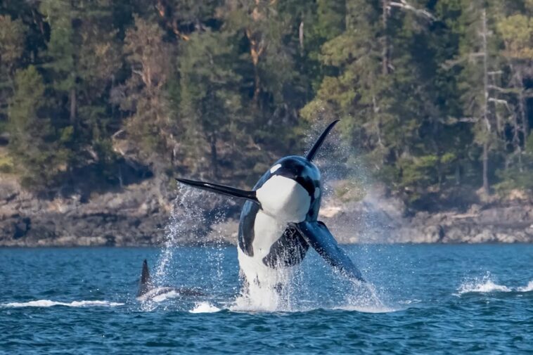 An orca breaching from the waters, with another orca behind it mostly submerged