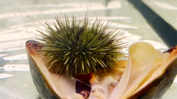 a green sea urchin snacking on a Pacific blue mussel.
