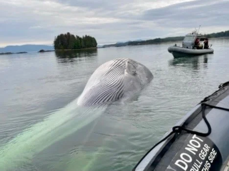 A fin whale carcass